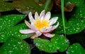 Close-up of beautiful pink water lily or lotus flower Marliacea Rosea in the pond. Natural beauty of water lily Royalty Free Stock Photo