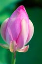 Close-up of beautiful pink waterlily lotus flower Royalty Free Stock Photo