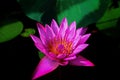 Close up of beautiful pink waterlily or lotus flower in pond Royalty Free Stock Photo