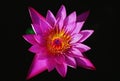 Close up of beautiful pink waterlily or lotus flower in pond Royalty Free Stock Photo