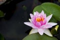 Close up beautiful pink waterlily or lotus flower in pond. Royalty Free Stock Photo