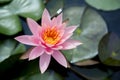 Close up beautiful pink waterlily or lotus flower in pond. Royalty Free Stock Photo