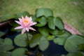 Close up beautiful pink waterlily or lotus flower in pond. Royalty Free Stock Photo