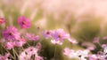 Close-up beautiful Pink and white cosmos flowers blooming with warm sunlight in the garden Royalty Free Stock Photo