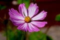 Detailed close up of a beautiful pink and white flower with yellow center