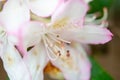 Close up of a beautiful pink and white flower