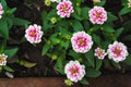 Beautiful pink white flowers blooming in garden top view background Royalty Free Stock Photo