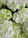 Close-up of Beautiful pink and white hydrangea flowers background Royalty Free Stock Photo