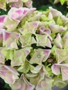 Close-up of Beautiful pink and white hydrangea flowers background Royalty Free Stock Photo