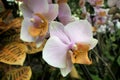 Close-up of a pink/white orchid flower Royalty Free Stock Photo