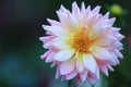 Close up beautiful pink yellow Dahlia flower with Dew on nature background in garden,Focus Single flower,Delicate beauty of close- Royalty Free Stock Photo