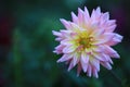 Close up beautiful pink yellow Dahlia flower with Dew on nature background in garden,Focus Single flower,Delicate beauty of close- Royalty Free Stock Photo