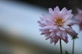 Close up beautiful pink yellow Dahlia flower on nature background in garden,Focus Single flower,Delicate beauty of close-up dahlia Royalty Free Stock Photo