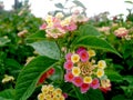 Close up beautiful pink and yellow Lantana camara flower blooming in a garden. Royalty Free Stock Photo