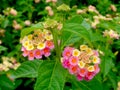 Close up beautiful pink and yellow Lantana camara flower blooming in a garden. Royalty Free Stock Photo