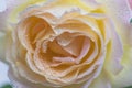 Beautiful pink and yellow rose flower with water drops Royalty Free Stock Photo