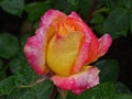 Close-up of a beautiful pink-yellow rose with water drops Royalty Free Stock Photo