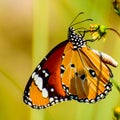 Closeup shot of a beautiful plain tiger butterfly on a wild flower