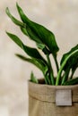 Close up of beautiful plant in neutral handmade pot at home garden Royalty Free Stock Photo