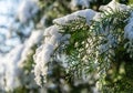 Close-up of beautiful Platycladus orientalis, also known as Chinese thuja leaves on brances covered with white fluffy snow