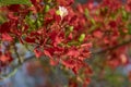 Close up Beautiful poinciana ,peacock flower, Gulmohar flower with blur background