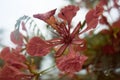 Close up Beautiful poinciana ,peacock flower, Gulmohar flower and water drop of rain with blur background,filtered image Royalty Free Stock Photo