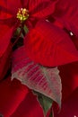 Beautiful poinsettia (Euphorbia pulcherrima) flower. Royalty Free Stock Photo