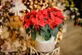 Close-up of beautiful poinsettia flower with bright green and red leaves