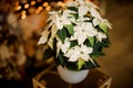 Close-up of beautiful poinsettia flower with bright green and white leaves