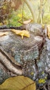 Close-up of beautiful but poisonous fungus Sulphur Tuft growing on stump