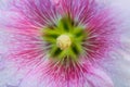 Close up of beautiful pollen
