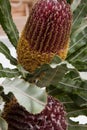 Close up of beautiful proteus flowers in vase