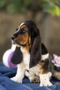 Close up the beautiful puppy of Basset hound with sad eyes and l Royalty Free Stock Photo