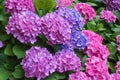 Pretty purple and blue blooming hydrangeas