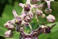 Close Up of Beautiful Purple Calotropis Flowers is a genus of flowering plants in the dogbane family Royalty Free Stock Photo