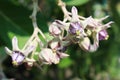 Close Up Beautiful Purple Calotropis Flowers on green leaf background for Background or Backdrop Royalty Free Stock Photo