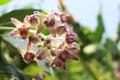 Close up Beautiful Purple Calotropis Flowers on green leaf background is a genus of flowering plants Royalty Free Stock Photo