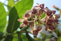 Close up Beautiful Purple Calotropis Flowers on green leaf background is a genus of flowering plants Royalty Free Stock Photo