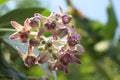 Close up Beautiful Purple Calotropis Flowers on green leaf background in natural park from Bangkok Thailand Royalty Free Stock Photo