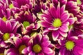 Close up of beautiful purple chrysanthemums  flowers  blooming in the garden. Royalty Free Stock Photo