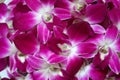 Close-up beautiful purple dendrobium orchid flower