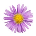 Close-up beautiful purple flower isolated on white background Royalty Free Stock Photo