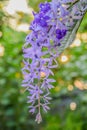 Close up of Beautiful Purple Flower, Sandpaper vine or petrea flower on Bokeh Nature Background Royalty Free Stock Photo