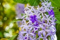 Close up of Beautiful Purple Flower, Sandpaper vine or petrea flower on Bokeh Nature Background Royalty Free Stock Photo