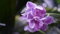 Close up beautiful purple flowers Royalty Free Stock Photo