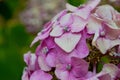 Close up of beautiful purple hydrangea