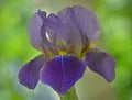 Purple iris on a muted green background