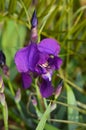 Close-up of a Beautiful Purple Iris, Nature, Macro Royalty Free Stock Photo