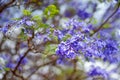 Close up of beautiful purple jacaranda trees flowering along the roads of Big Island of Hawaii Royalty Free Stock Photo