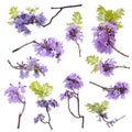 Close up of beautiful purple jacaranda trees, isolated on white backgrouClose up of beautiful purple jacaranda trees